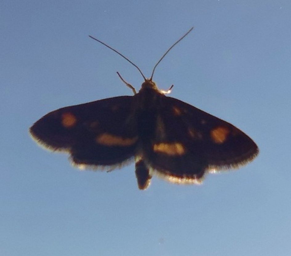 vlindertje, met 2 oranje stipjes